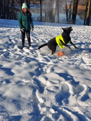 dziewczynka bawi się  z psem na śniegu, pies w odblaskowej kamizelce, w tle ośnieżone drzewa