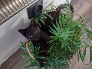 kot leży w doniczce w tle zielone kwiaty
