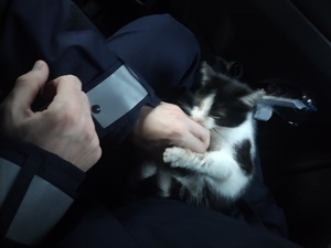 kotek na kolanach policjanta w tle podłoga w pojeździe