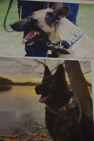 psy policyjne wydrukowane na kartce
