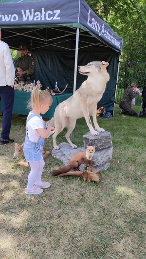 dziecko stoi przy eksponacie wilka w tle namiot