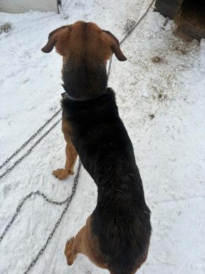 pies na łańcuchu stojący tyłem w tle zima