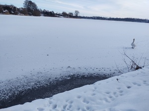 zmarznięte jeziora w tle łabądź