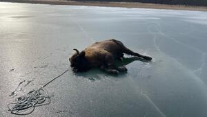 strażacy ratują żubra, który utknął na jeziorze w tle las