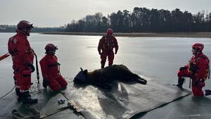 strażacy ratują żubra, który utknął na jeziorze w tle las
