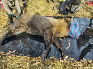 strażacy ratują żubra, który utknął na jeziorze w tle las