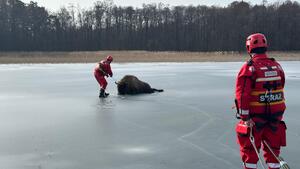strażacy ratują żubra, który utknął na jeziorze w tle las