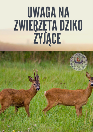 dwie sarny stoją na trawie nad nimi treść i logo policji